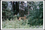 Obóz Dęby Czarny Piec 1988 Color